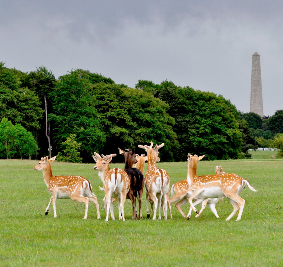 curso escolar en irlanda midleton